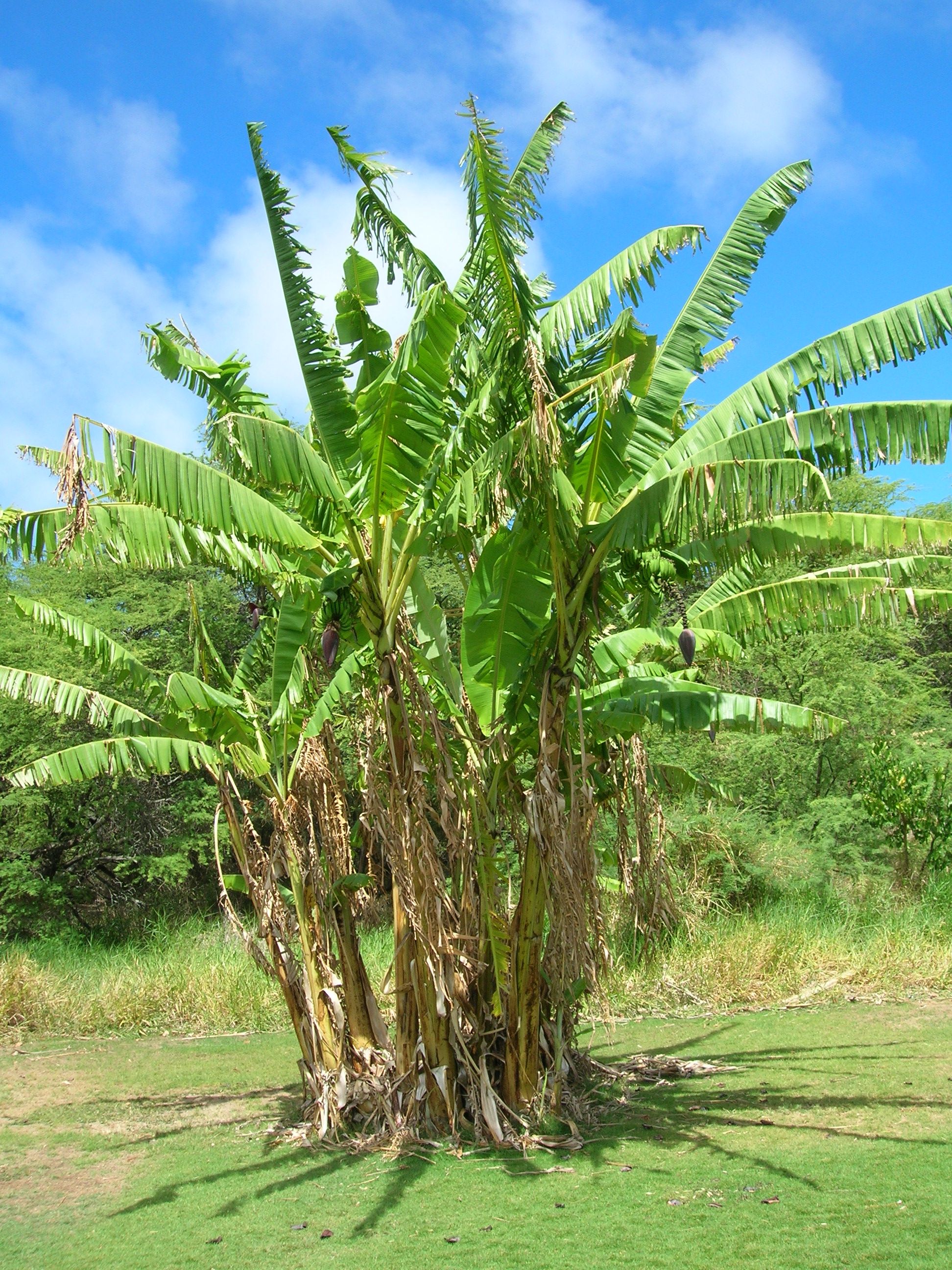 Бананова палма (Musa spp.)