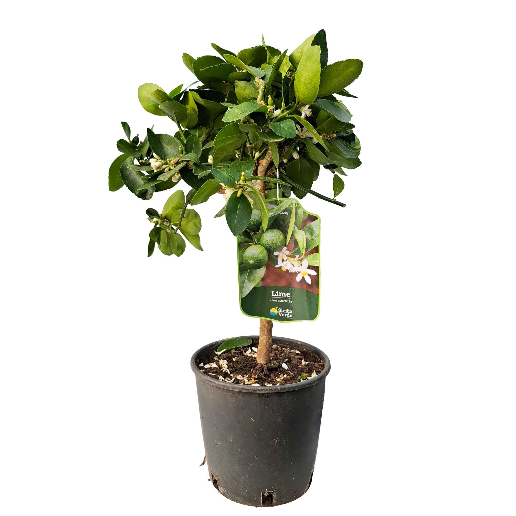 Лайм (Citrus aurantiifolia)