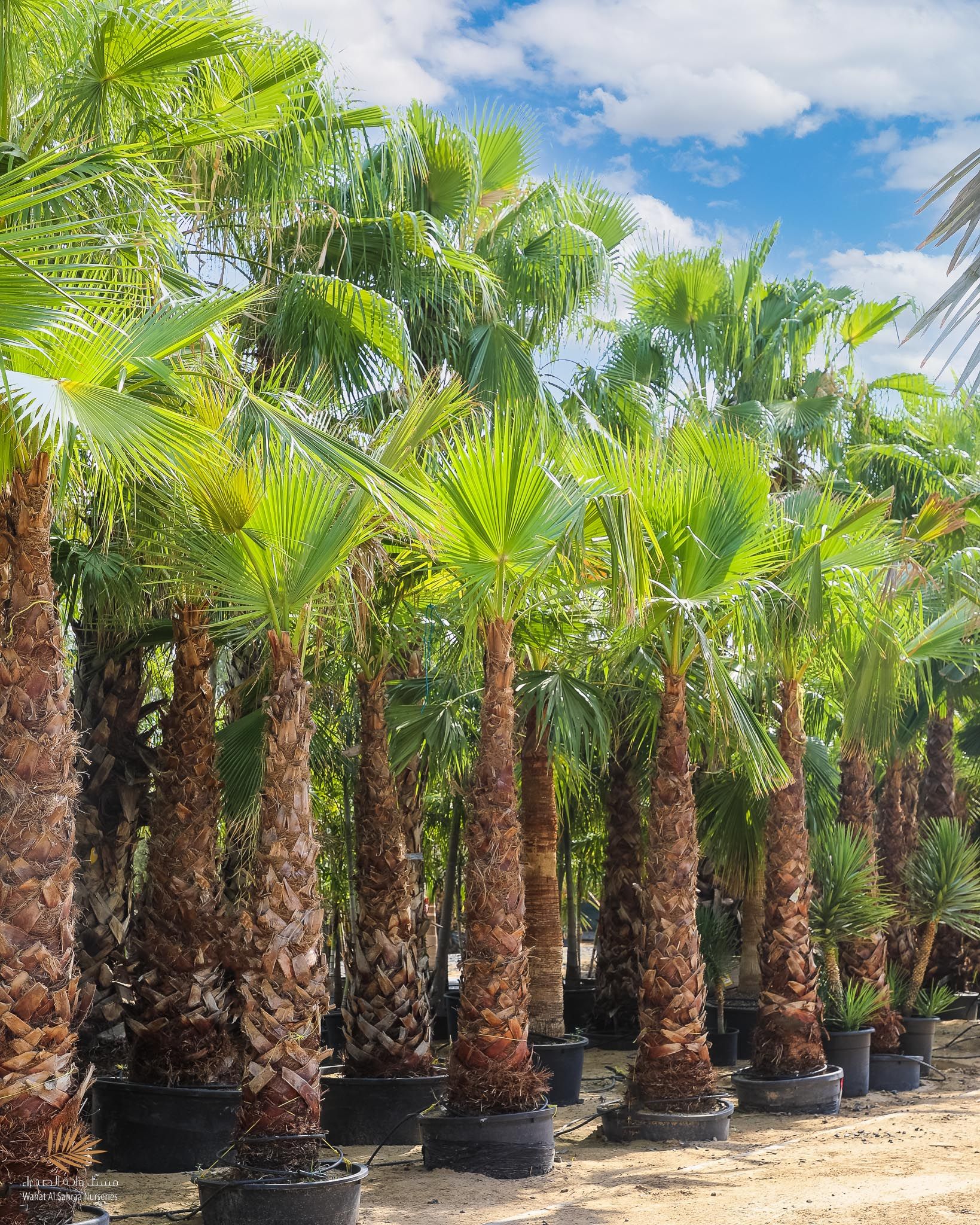 Вашингтония (Washingtonia robusta / filifera)