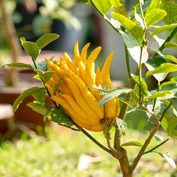 Ръката на Буда (Citrus medica var. sarcodactylis)