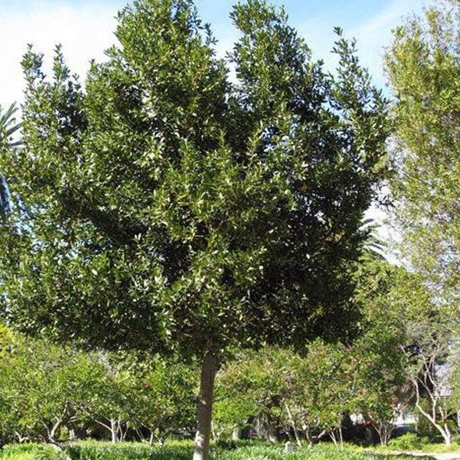 Лаврово дърво (Laurus nobilis)