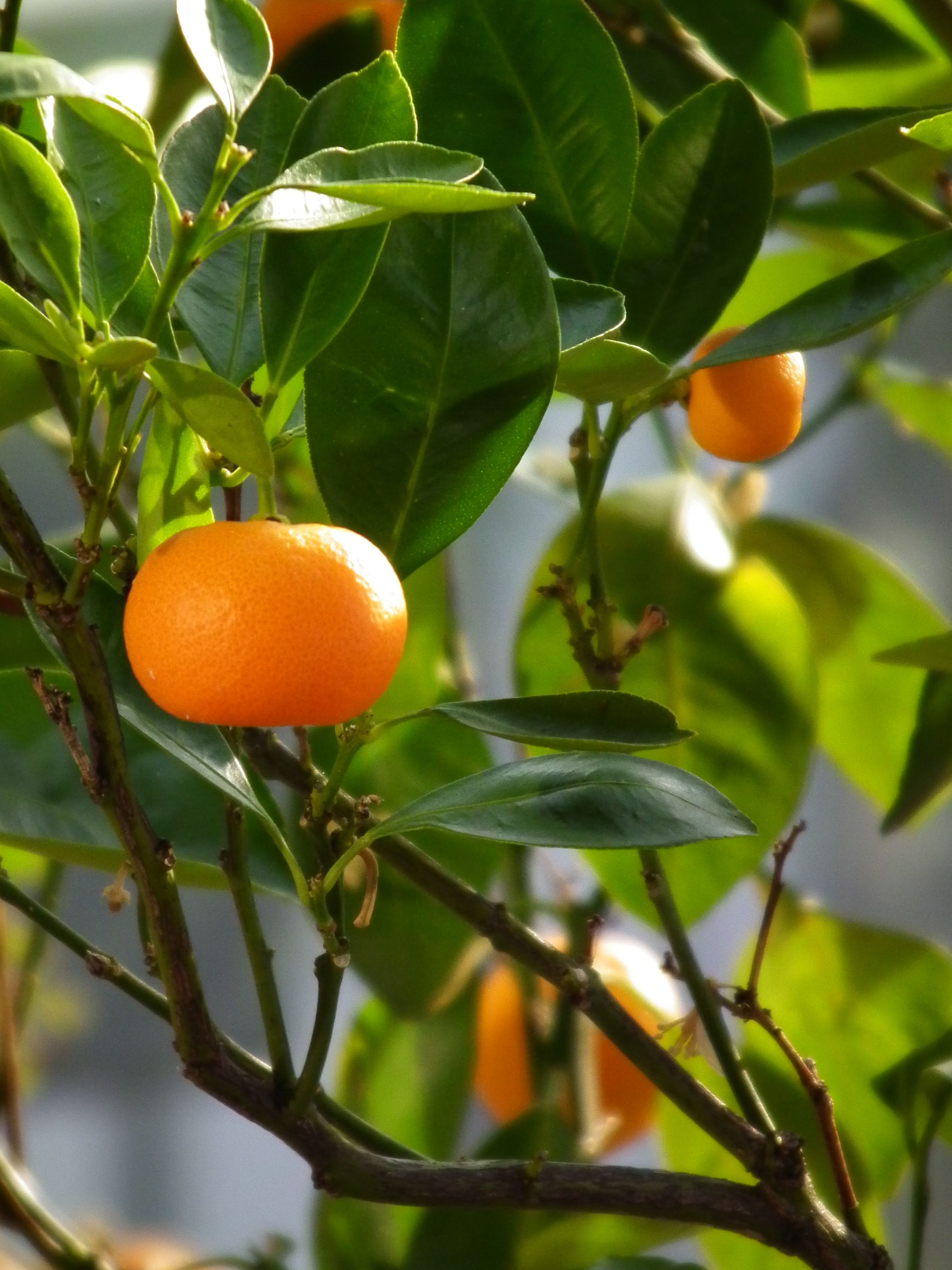 Мандарина (Citrus reticulata)