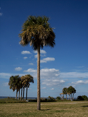 Сабал палмето (Sabal palmetto)