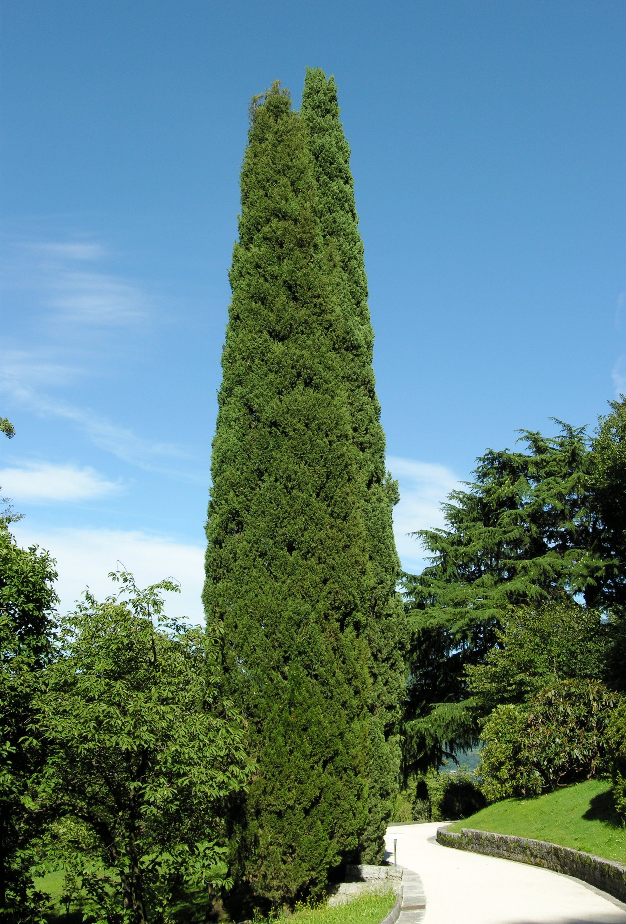 Кипарис (Cupressus)