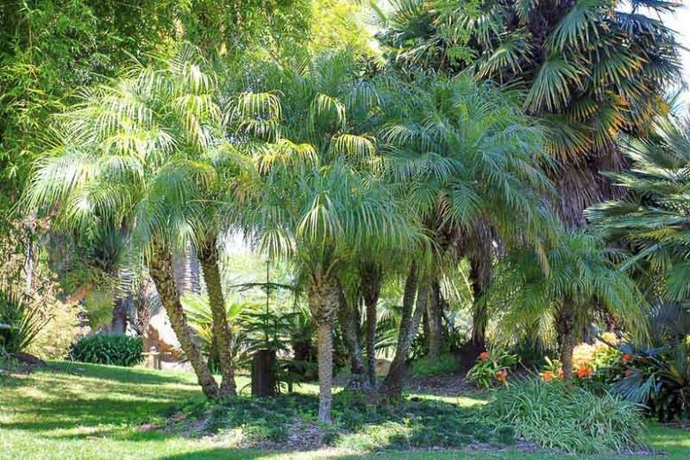 Палма Робелини (Phoenix roebelenii)