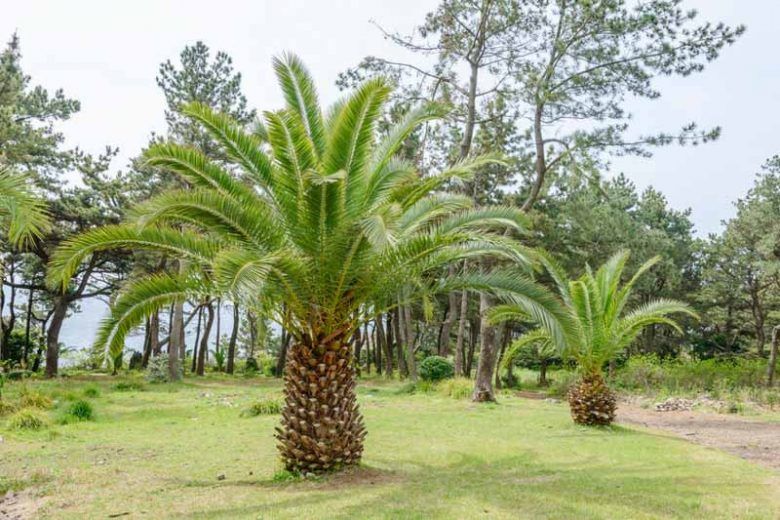 Канарска финикова палма (Phoenix canariensis)