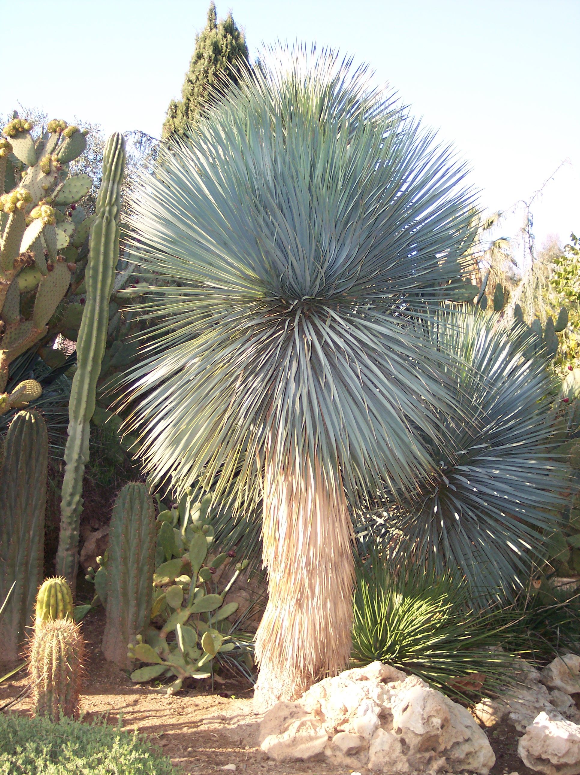 Юка (Yucca rostrata)