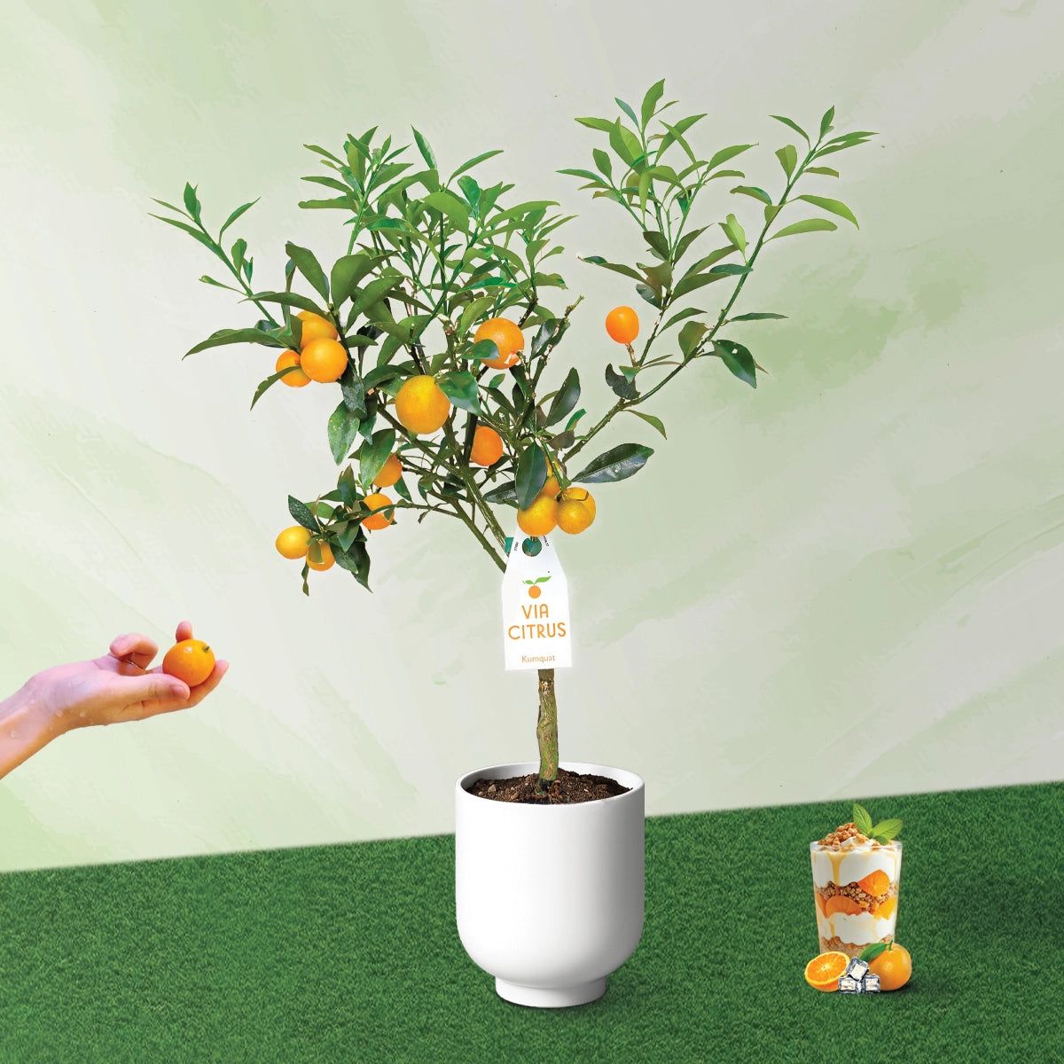 Кумкуат (Citrus japonica)