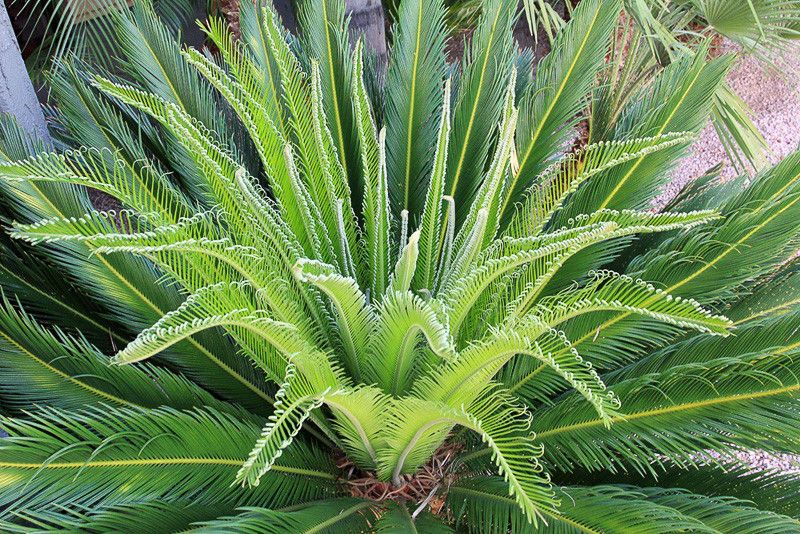 Цикас (Cycas revoluta)