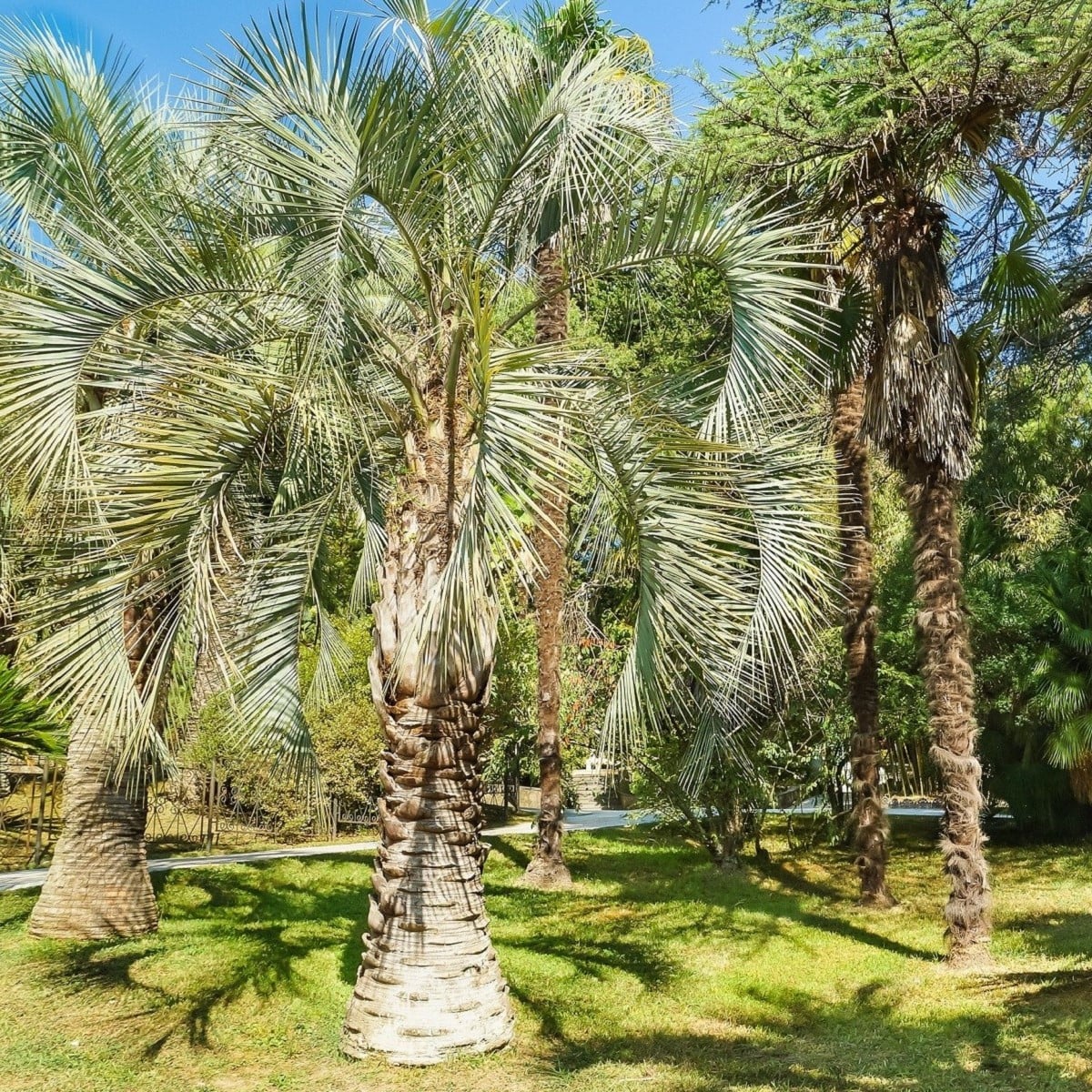 Бутиа (Butia capitata)