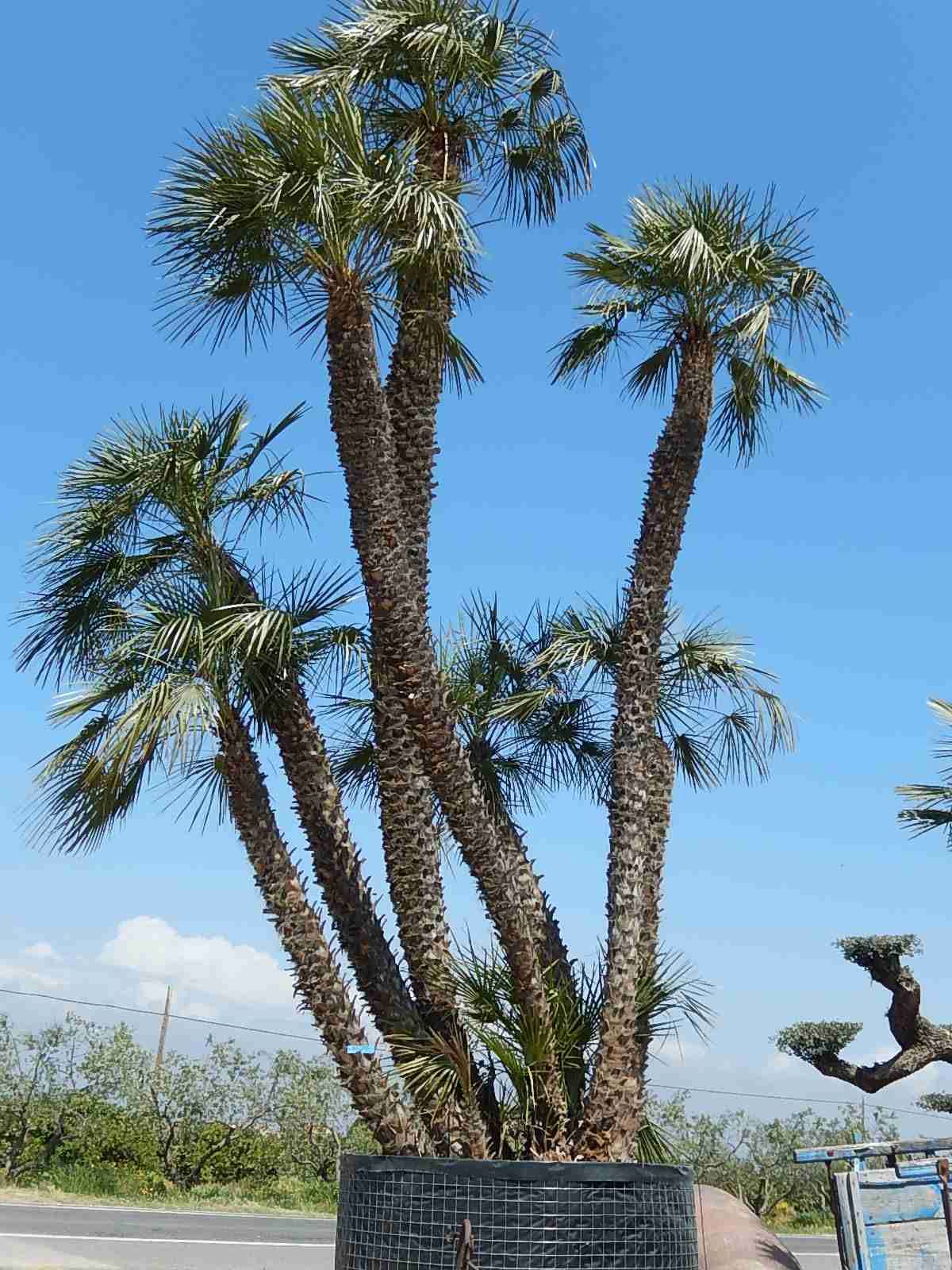 Хамеропс (Chamaerops humilis)