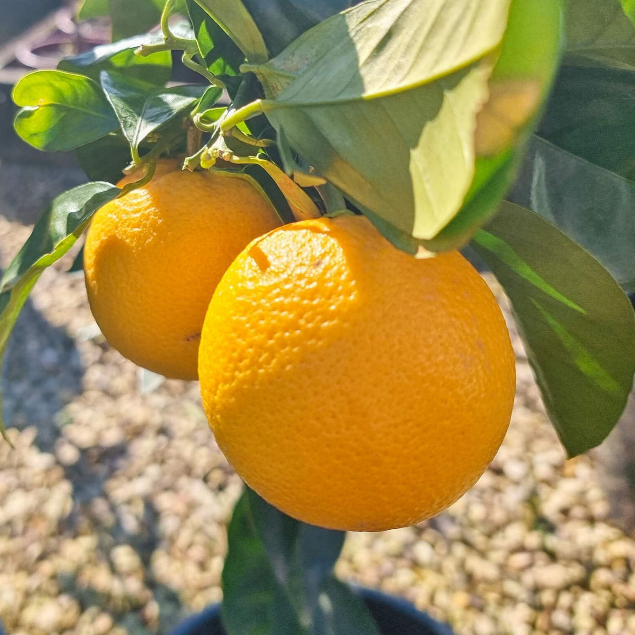 Портокал (Citrus sinensis)