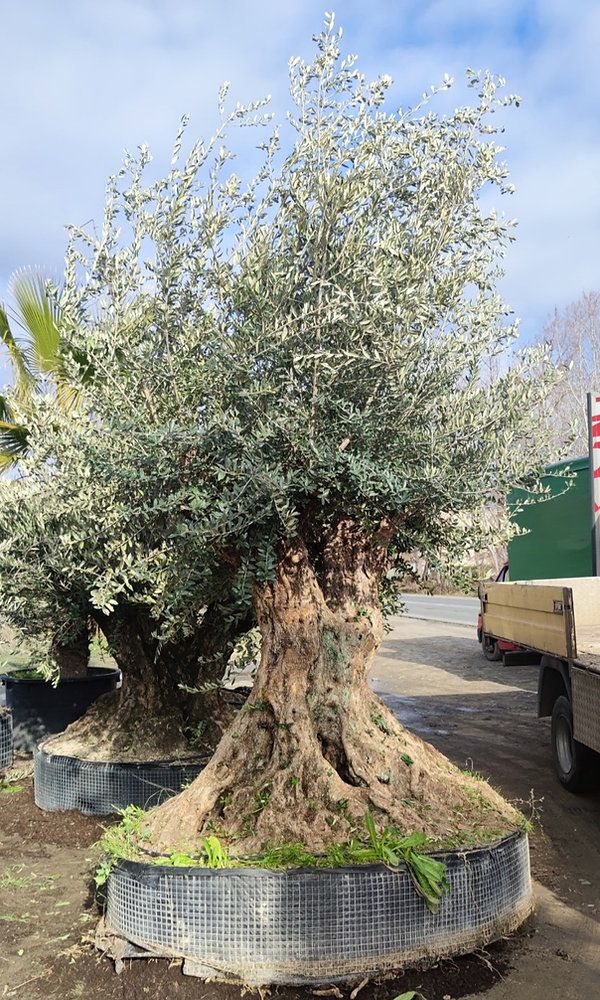 Olive Trees: Sales and Planting in Nessebar