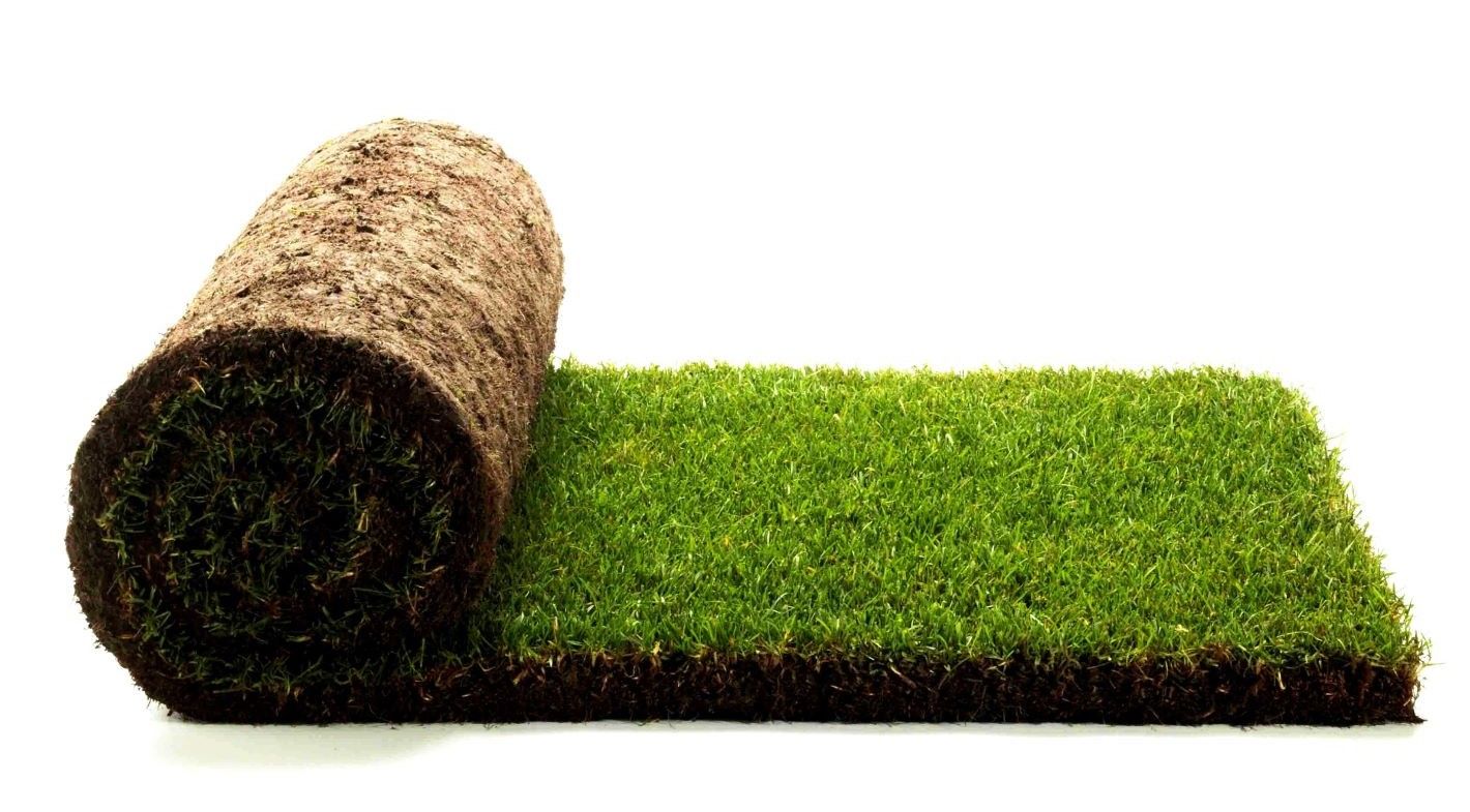 Rolled turf
