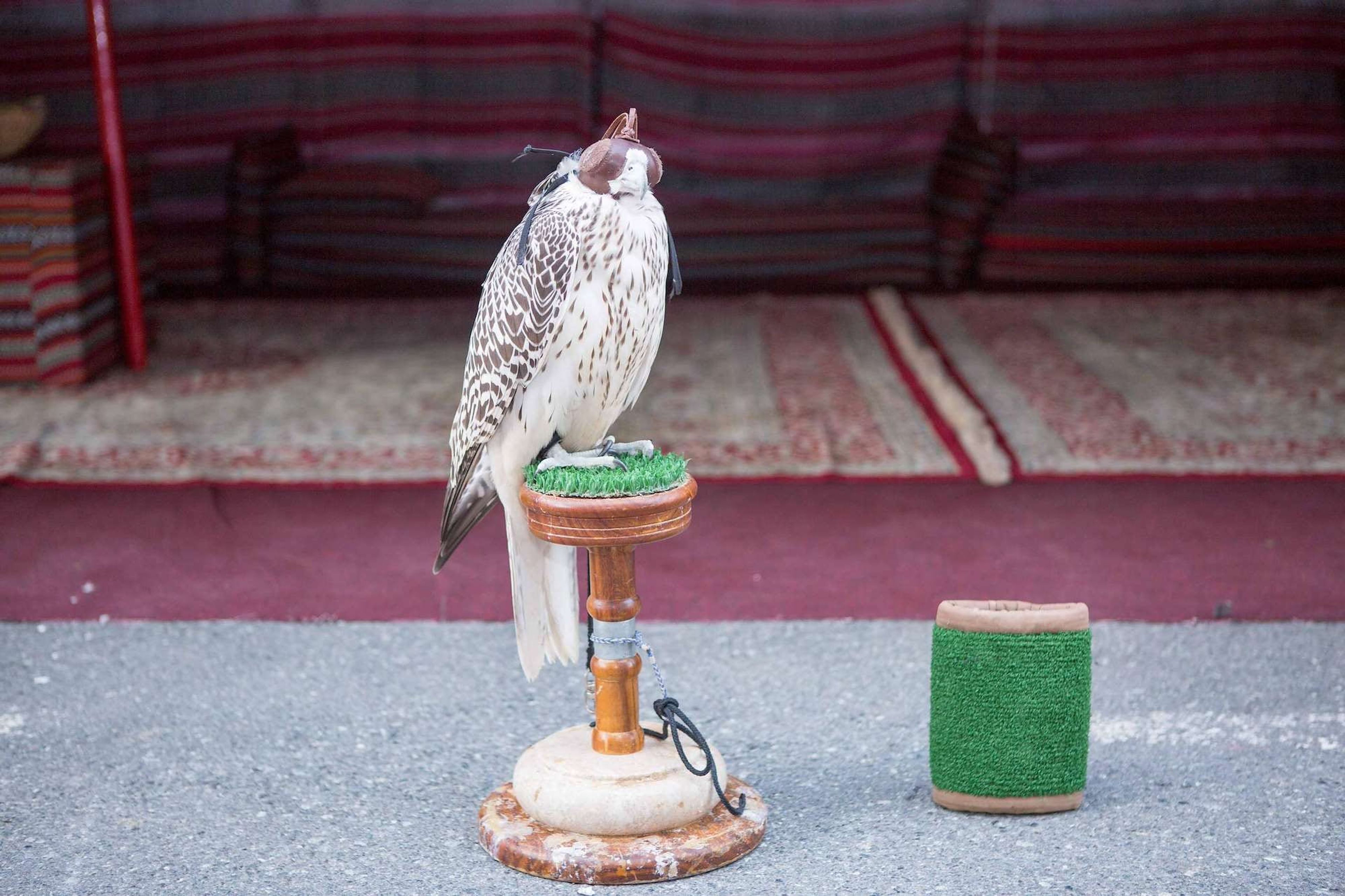 Falcon on a perch in a majlis corner at a corporate UAE National Day heritage village