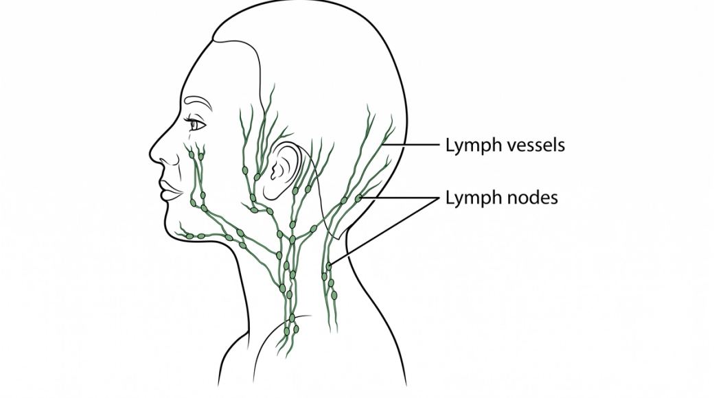 Diagram of the human lymphatic system showing main lymph nodes, vessels, and drainage pathways