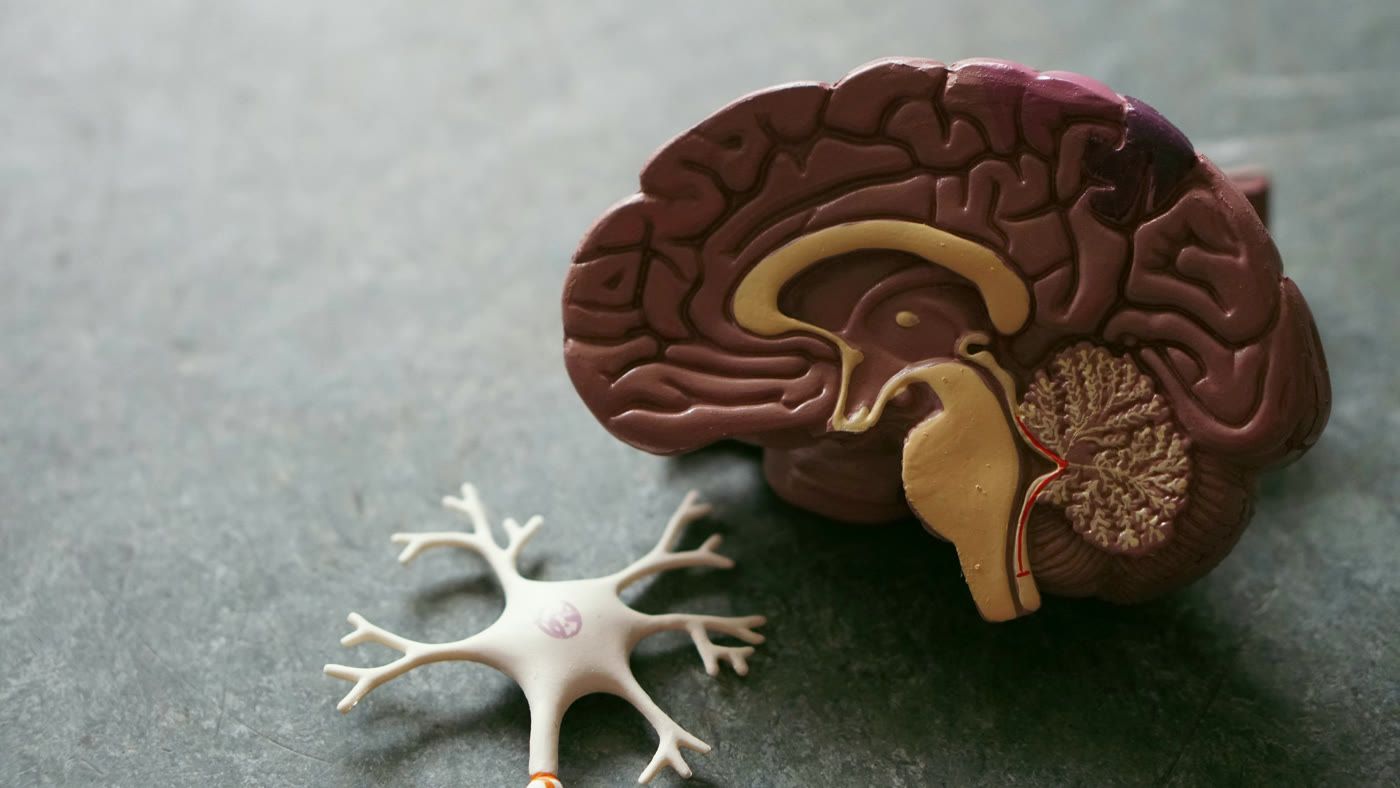 An anatomical model of the brain beside a model neuron