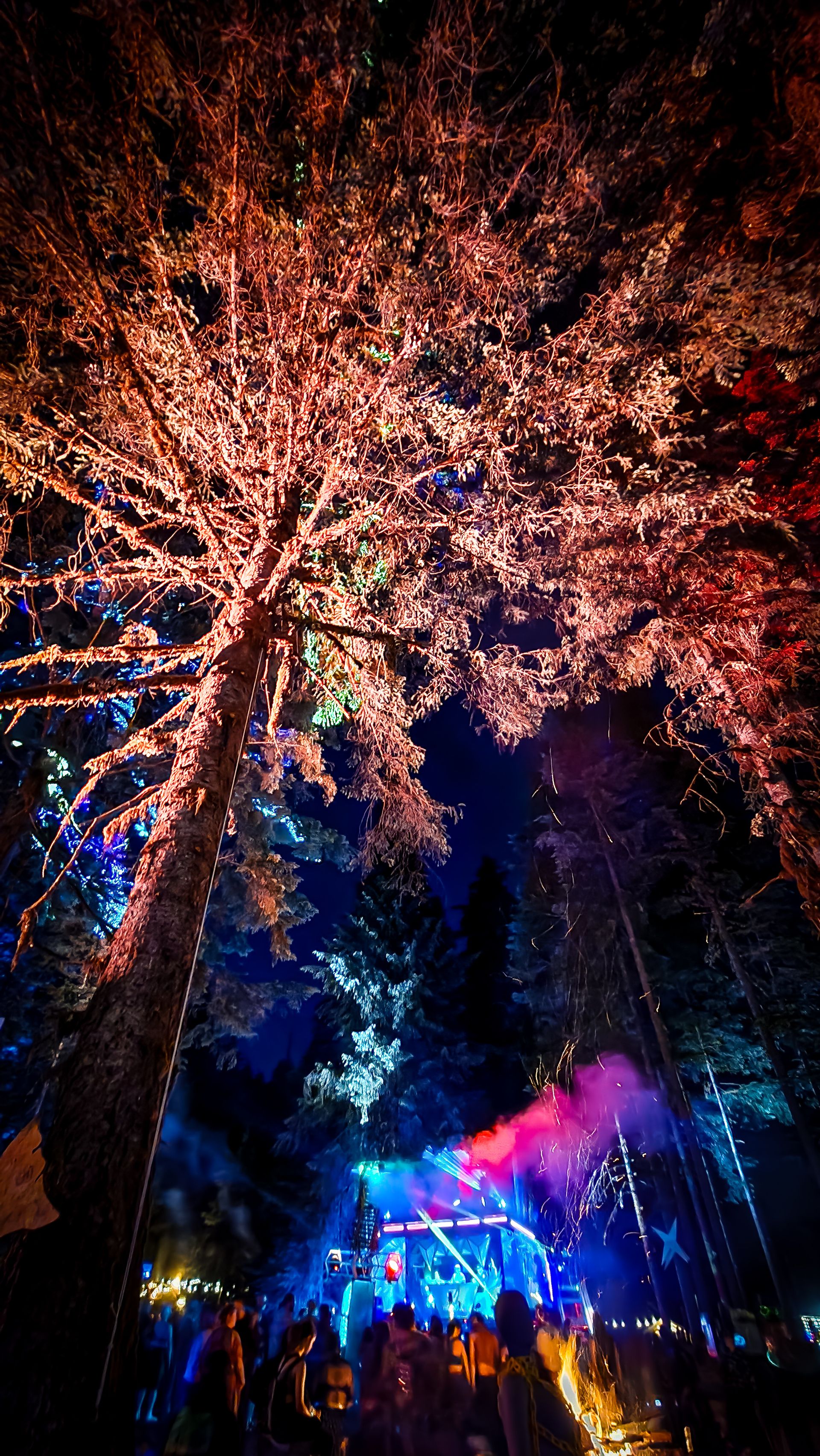 A towering tree lit up in warm orange light looms over a colorful festival stage glowing with blue, pink, and purple lights at night.