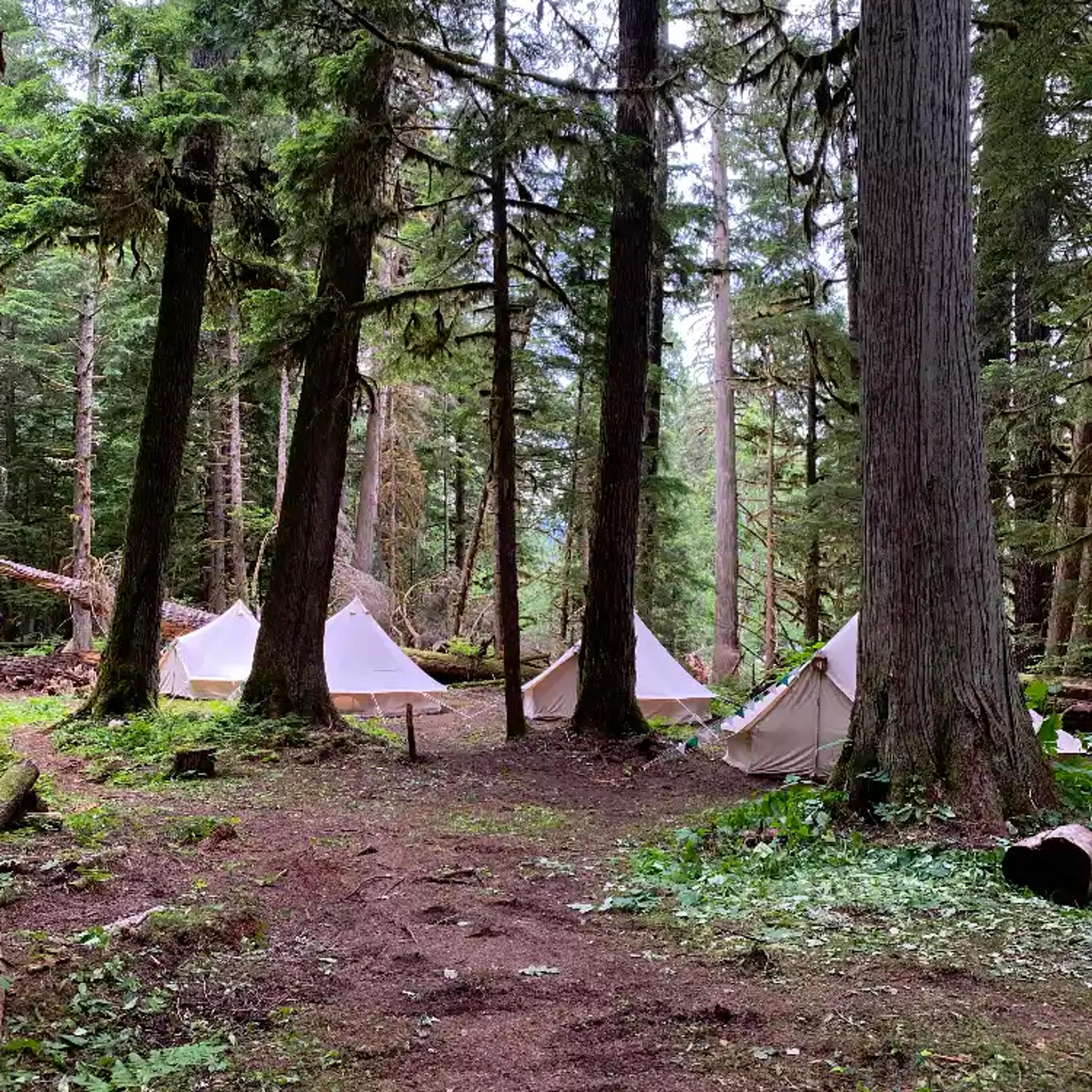 Four white canvas bell tents set up at ValhallaFest