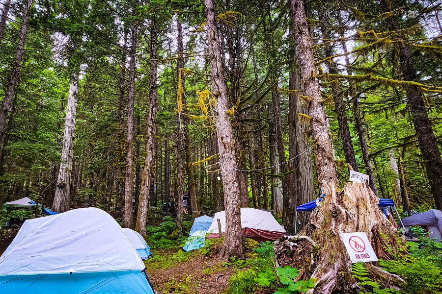 Tents nestled among tall mossy trees in a forest camping area at ValhallaFest