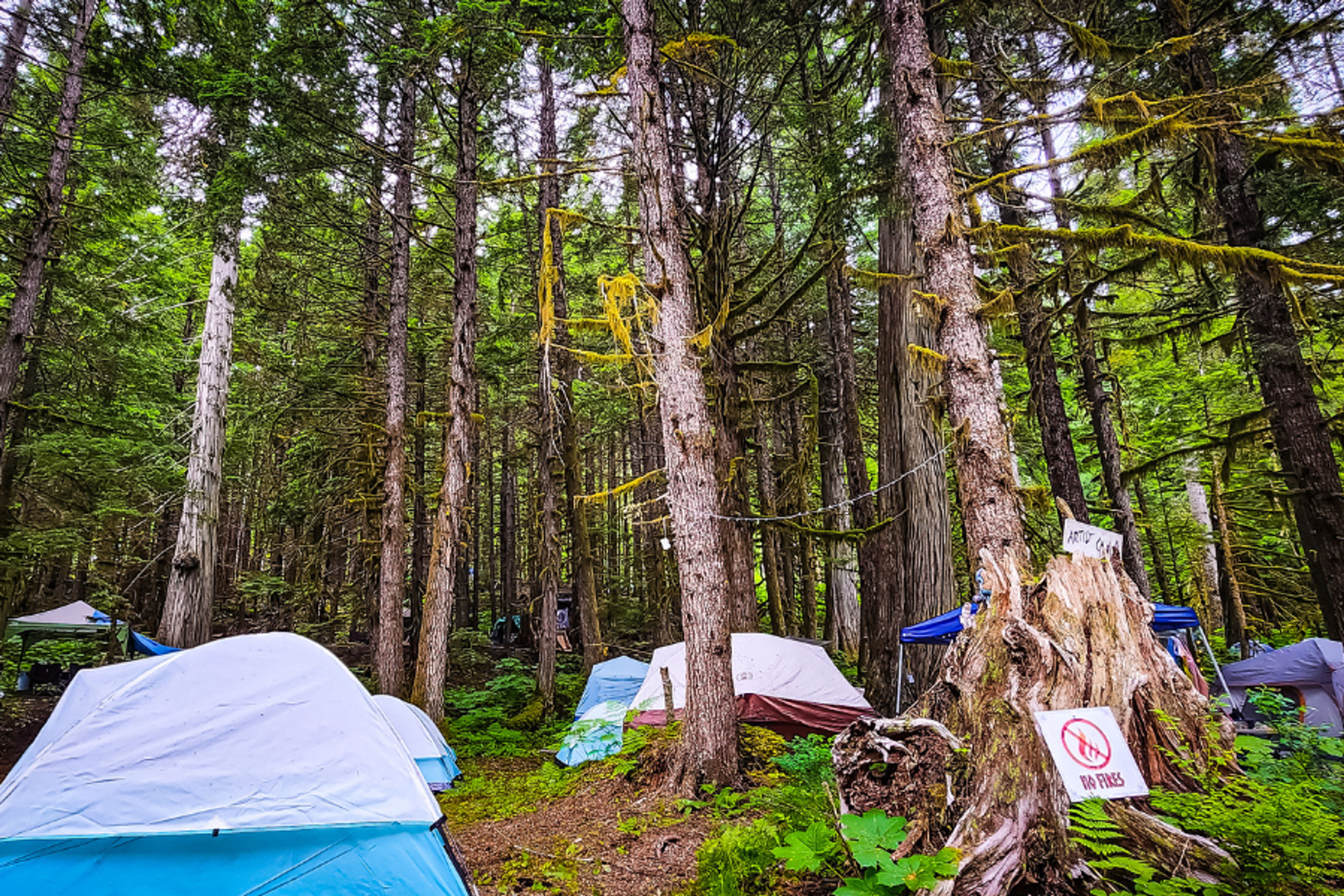 Tents nestled among tall mossy trees in a forest camping area at ValhallaFest