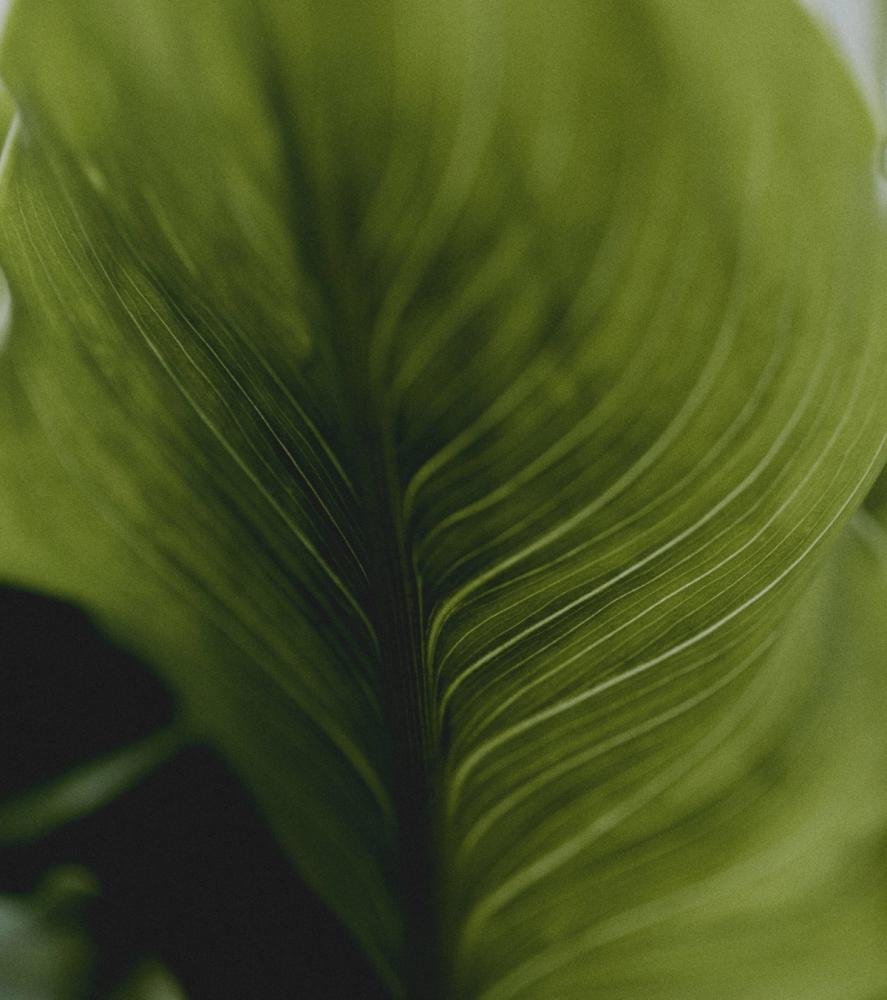 'luxe calme, volupté'. Creative Direction. Photography by Trisha Ward.