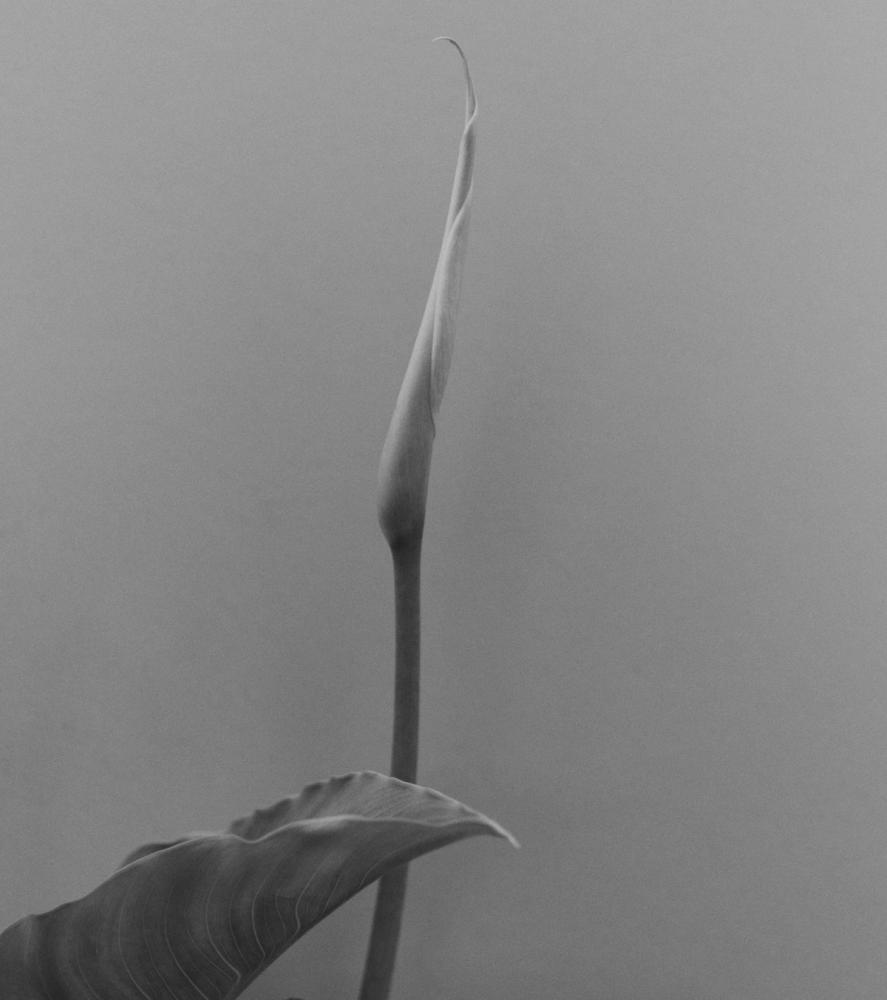 'tendresse No. 2'. Photography by Trisha Ward.