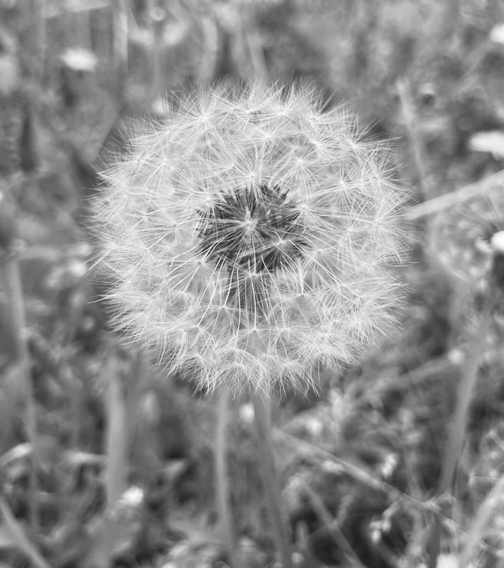 Dandelion