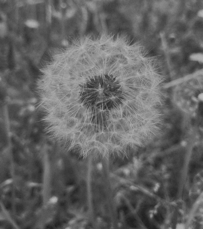 Dandelion