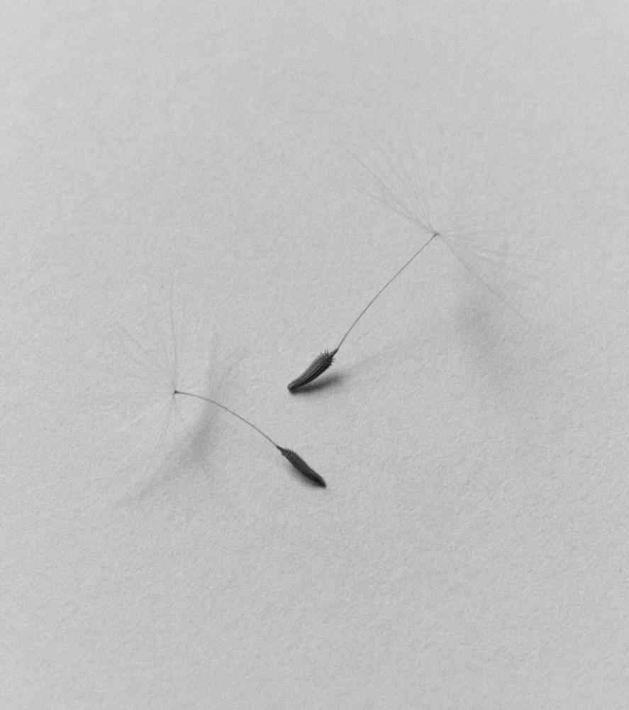 'la dent-de-lion No. 1'. Photography by Trisha Ward.