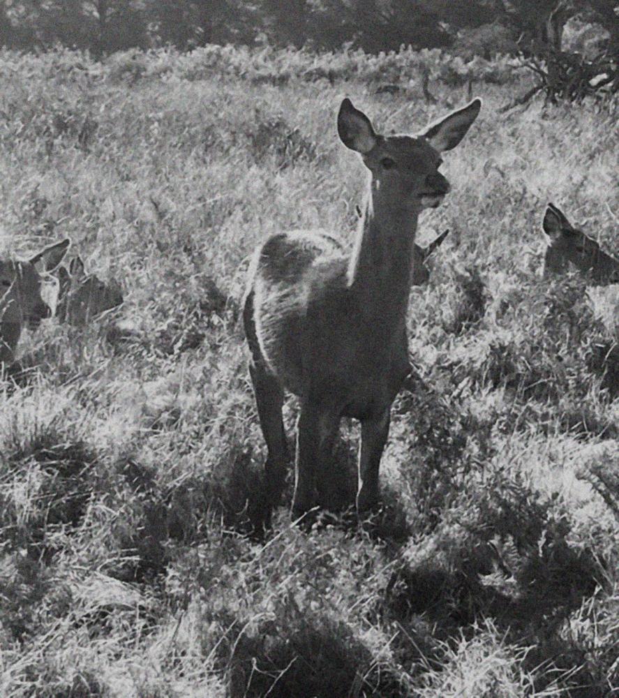 'les yeux commes soie'.