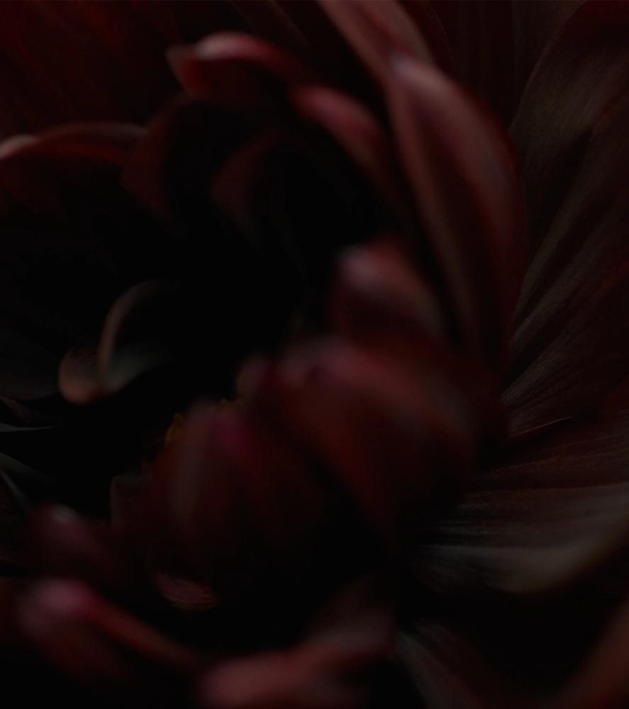 'Fleur No. 2'. Photography by Trisha Ward.