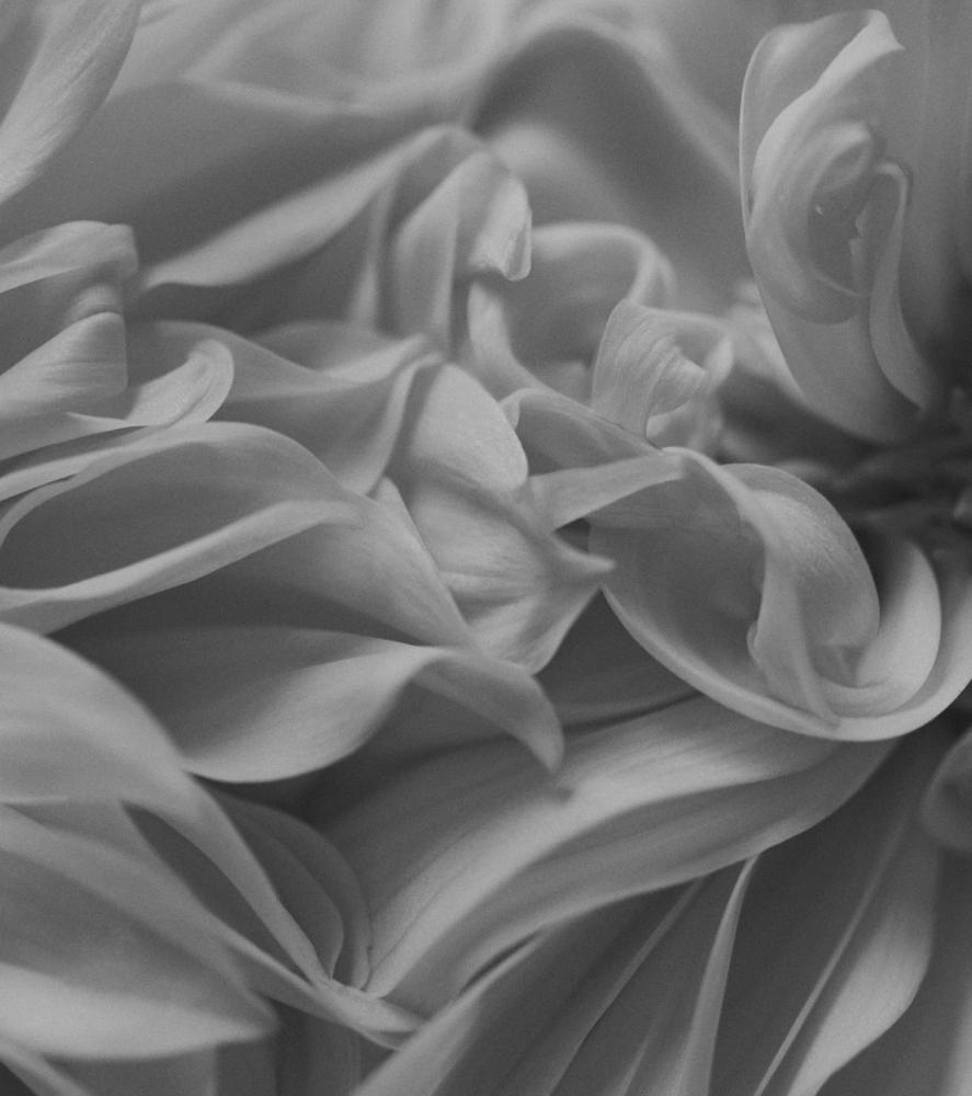 "élégance, l'intelligence du coeur". Yves Saint Laurent. Photography by Trisha Ward.