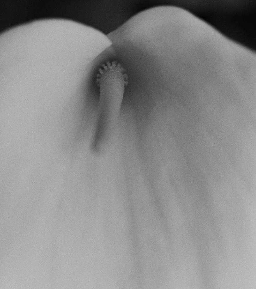 'tendresse No. 1'. Photography by Trisha Ward.