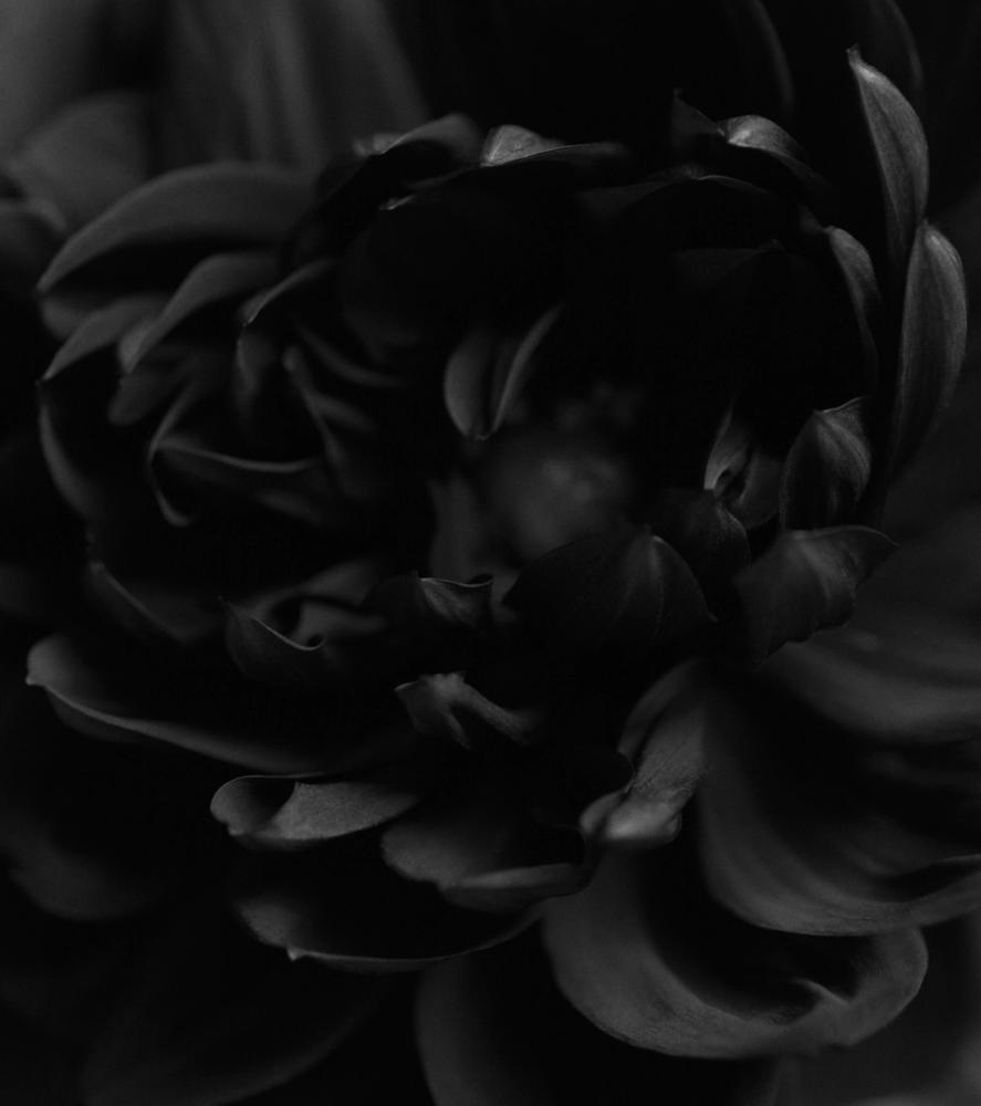'Fleur No. 1'. Photography by Trisha Ward.