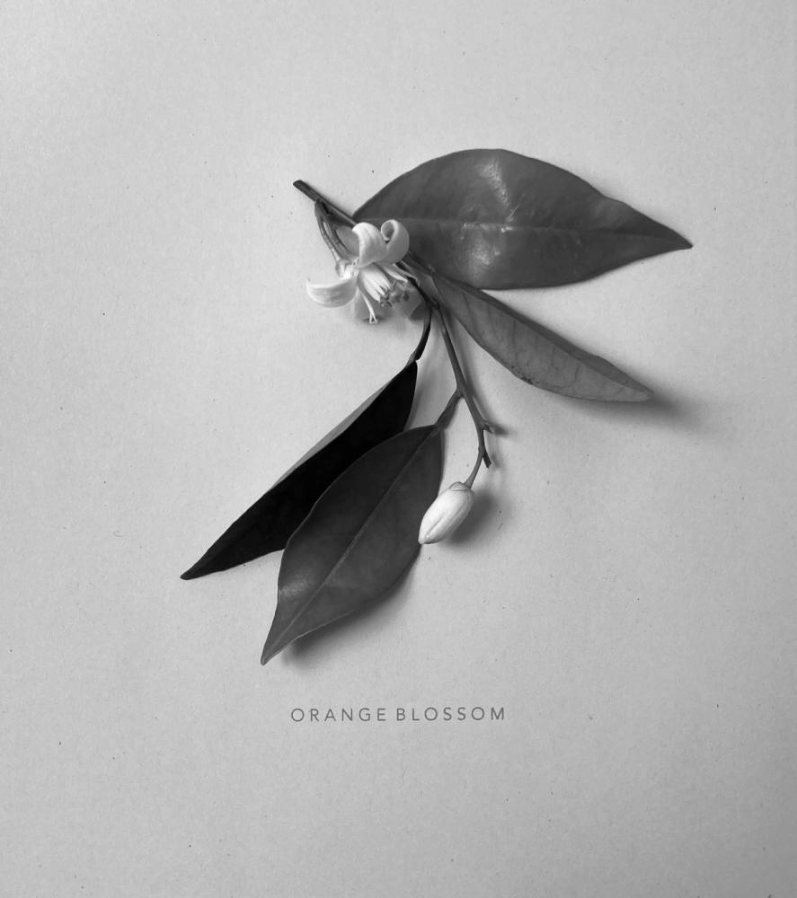 'fleur d'oranger'. Creative Direction.