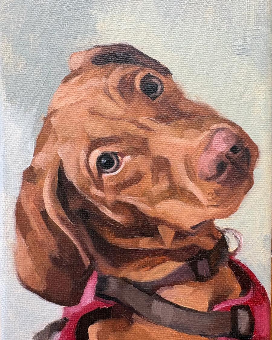 Brown Dog Red Harness