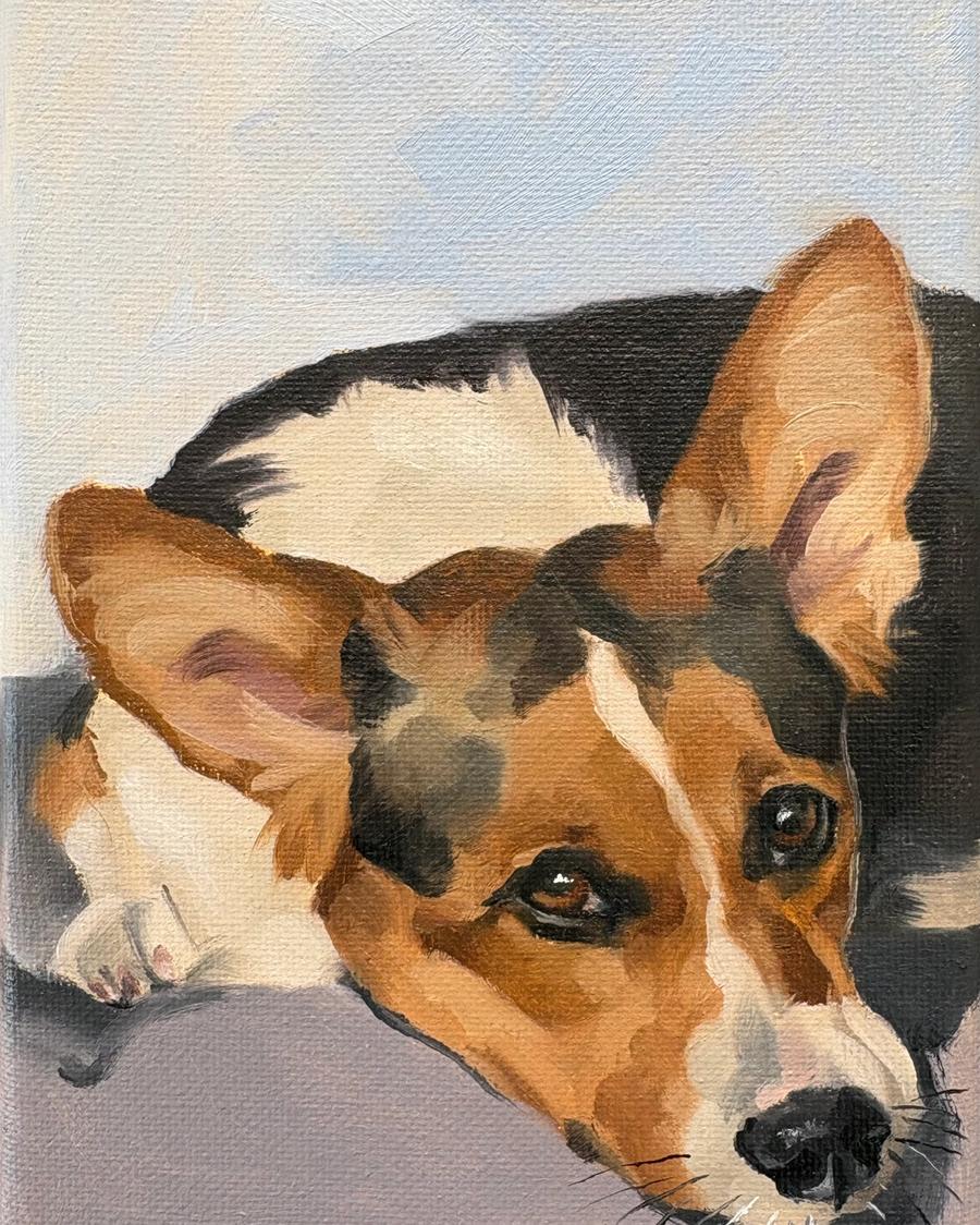 Tricolor Corgi Resting