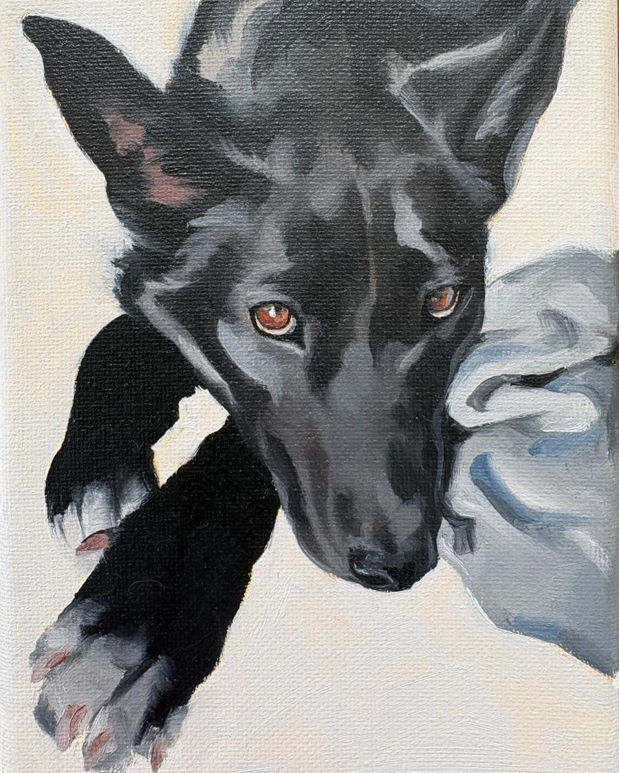 Black Dog Resting