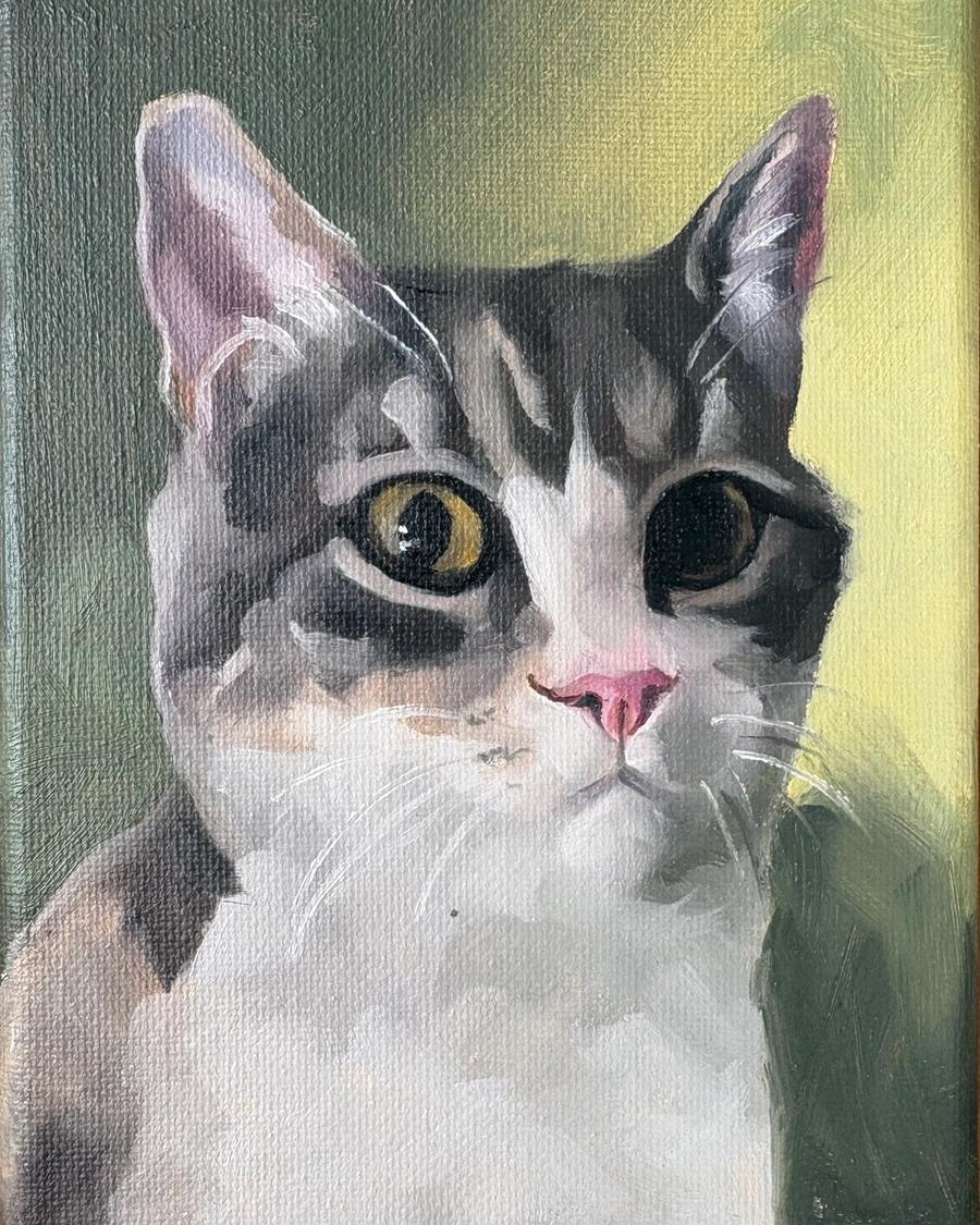 Grey Tabby White Cat