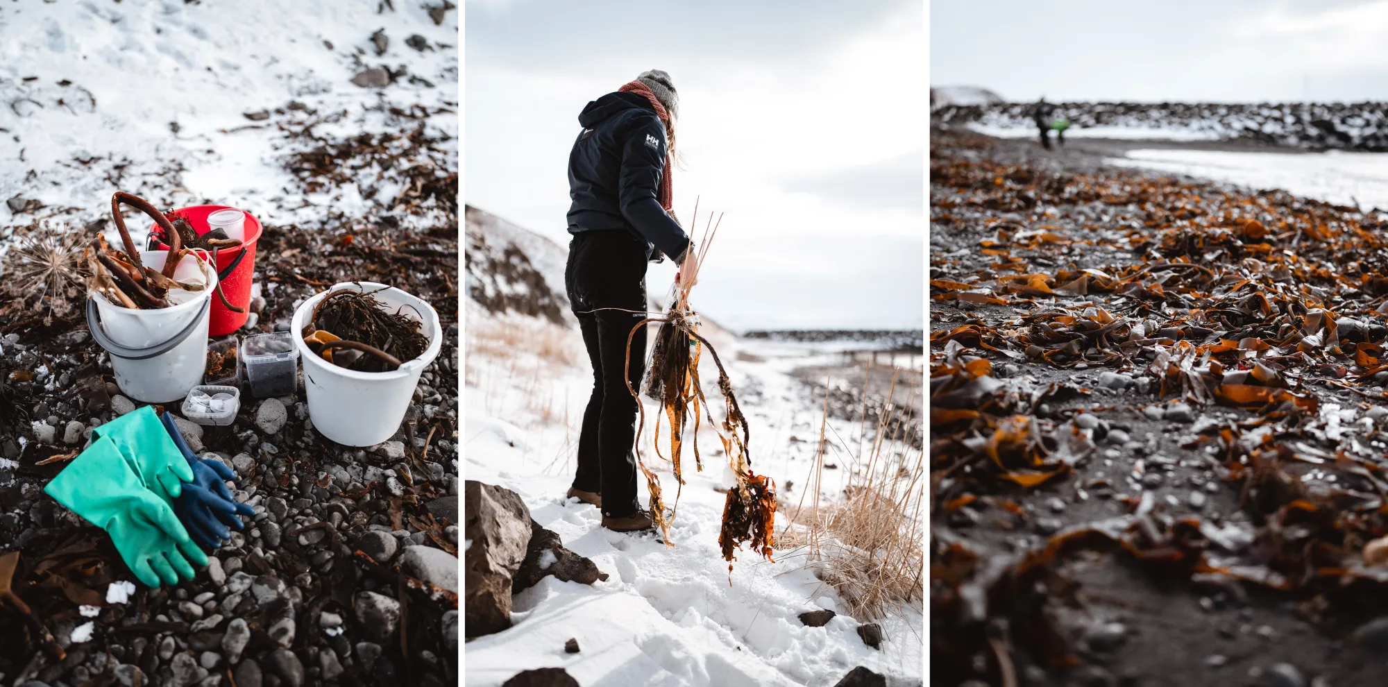 Tre immagini affiancate che mostrano l'attività di raccolta di alghe su una costa innevata. A sinistra, un primo piano dell'attrezzatura poggiata sui sassi: secchi bianchi e rossi pieni di alghe scure, piccoli contenitori trasparenti e guanti in lattice verdi e blu. Al centro, una ricercatrice di schiena con abbigliamento invernale che solleva lunghe alghe laminari sulla neve. A destra, una veduta della spiaggia scura fittamente coperta da alghe marine scure e umide, con una figura in lontananza.