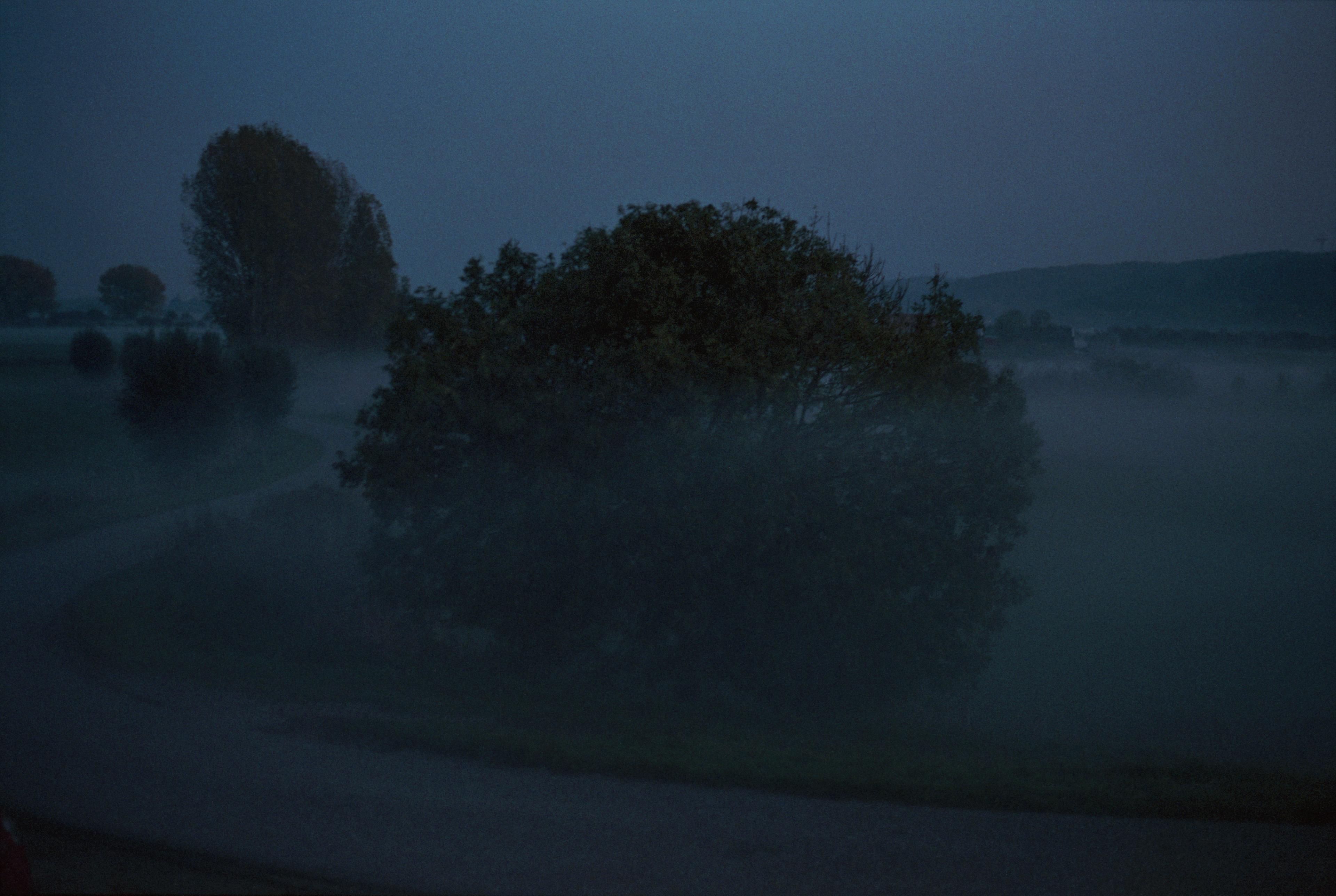 Photo from the series SYNC, we see an outline of some trees at dusk.