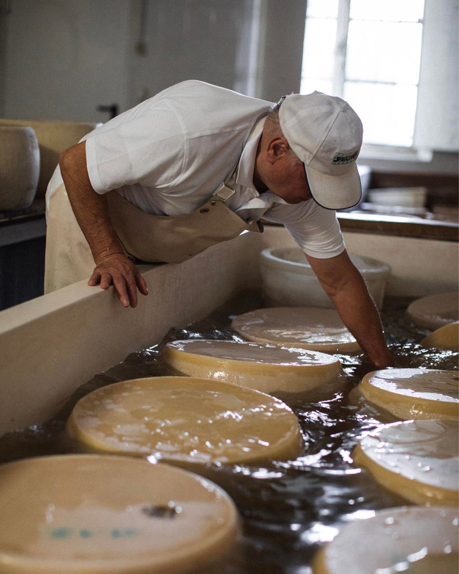 Cheesemaker checking wheels of Parmigiano Reggiano immersed in brine at the dairy