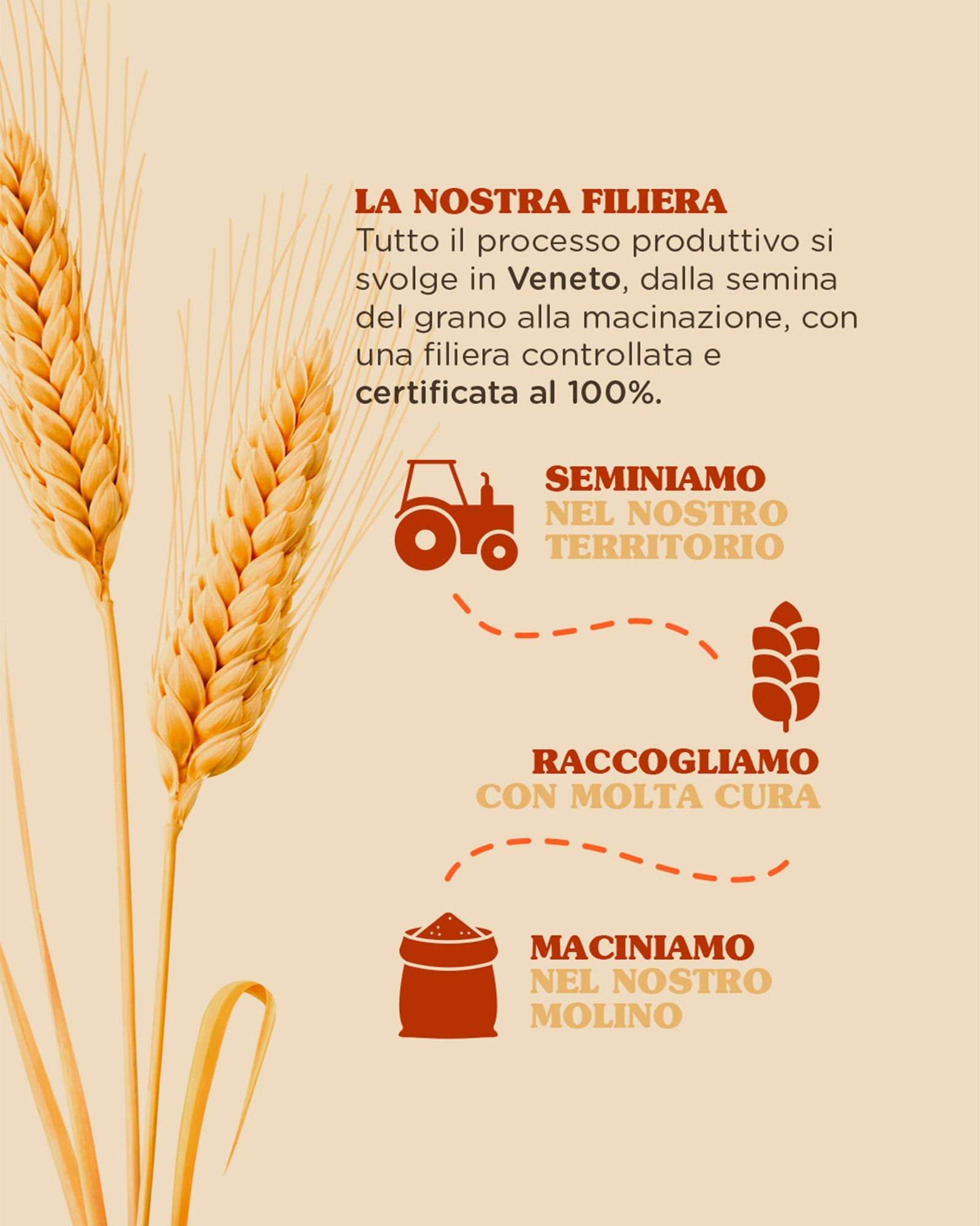Infographic of the wheat supply chain in Veneto, with wheat ears and the sowing, harvesting, and milling stages, on a beige background