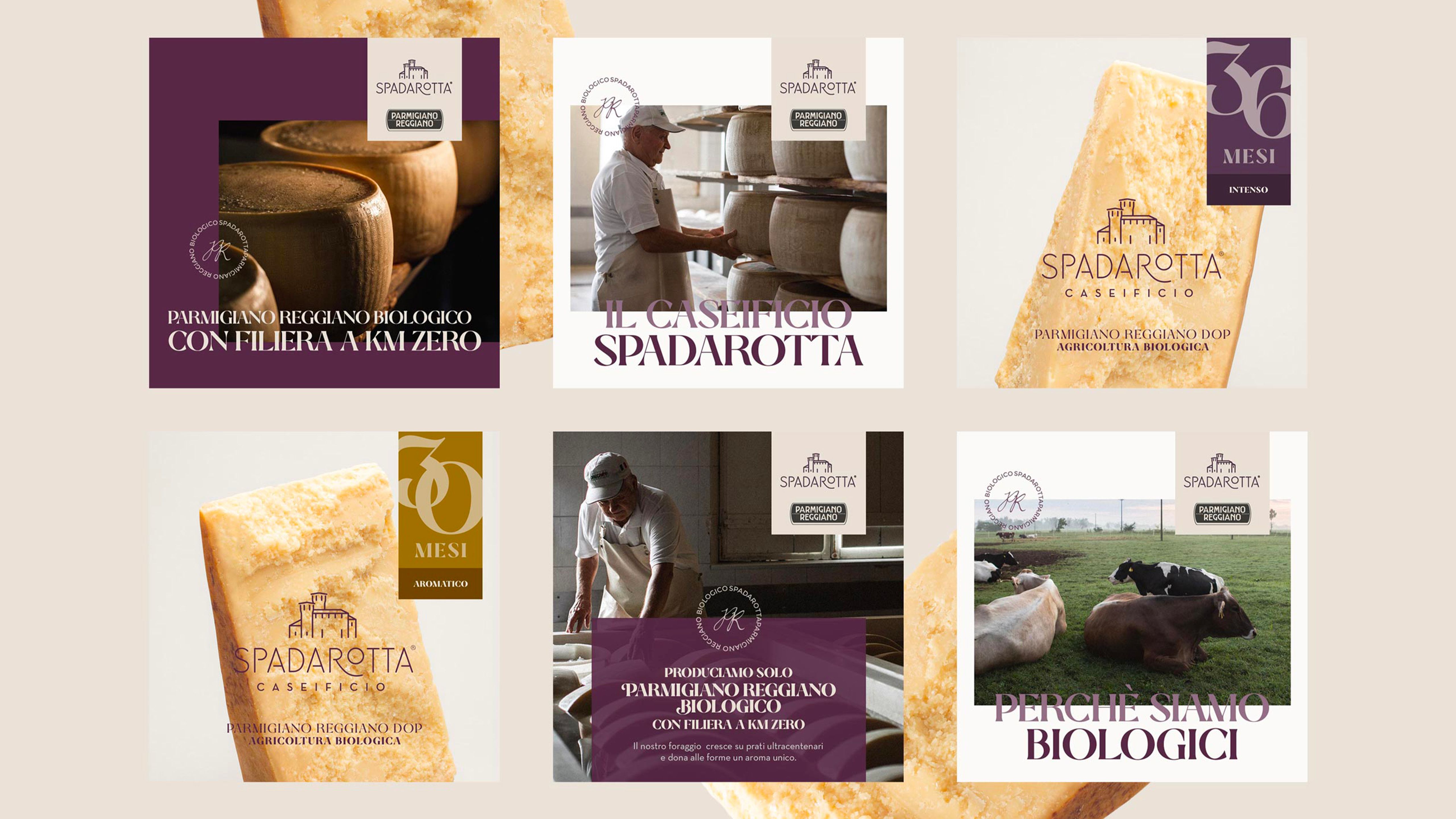 Composition of six Spadarotta dairy promotional graphics featuring wheels and wedges of Parmigiano Reggiano, a cheesemaker, and grazing cows on a beige background