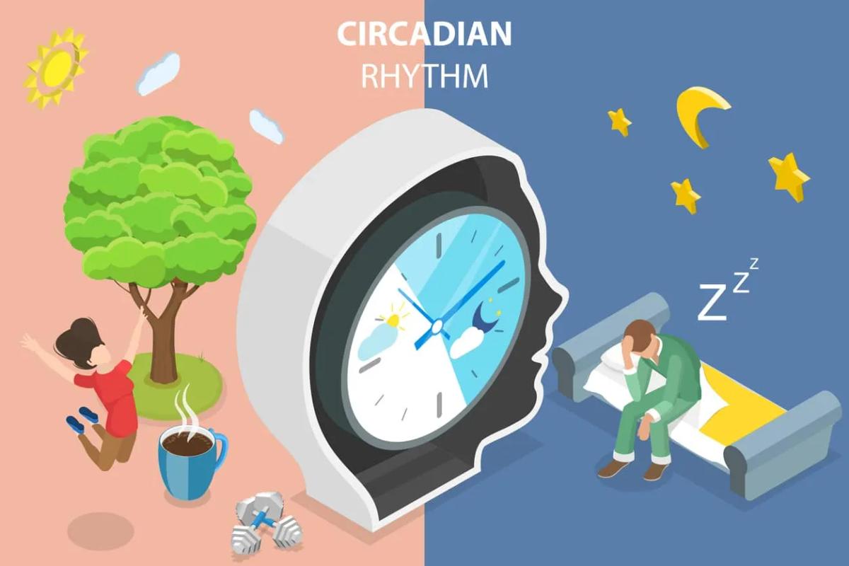 What Is A Circadian Rhythm? How Does It Affect Sleep?