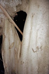 A close-up view of large tree trunks with a dark hollow space between them and two small glowing yellow eyes visible in the darkness.
