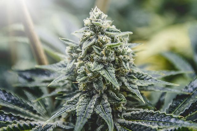 Akomplice Marijuana For The Future Collection 6
