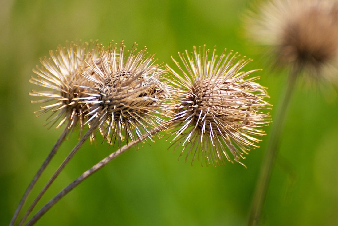 Material Matters Velcro Burdock 2