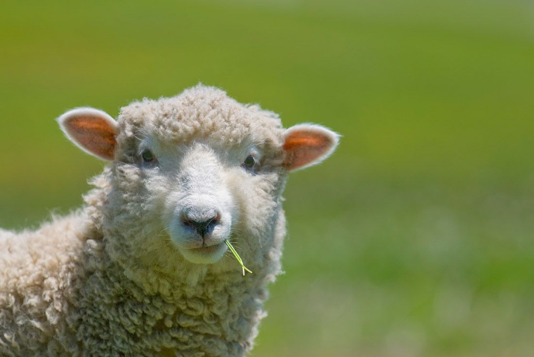 Material Matters History Of Wool Sneakers Sheep 1